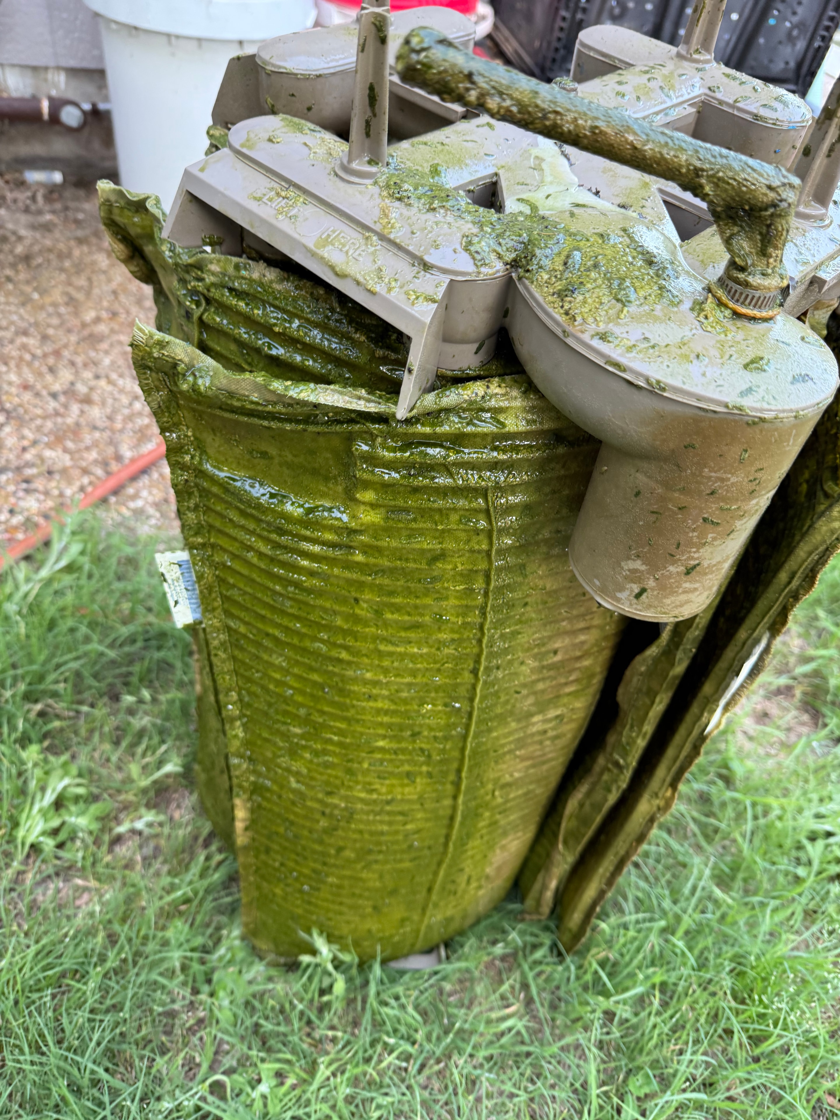 Severely algae-caked pool filter